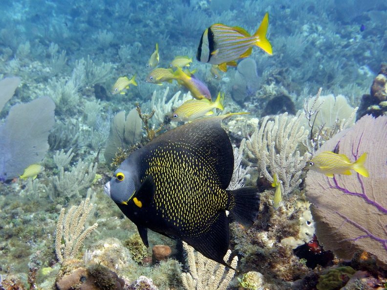 French Angelfish and Porkfish  with some Grunts IMG_3246.jpg